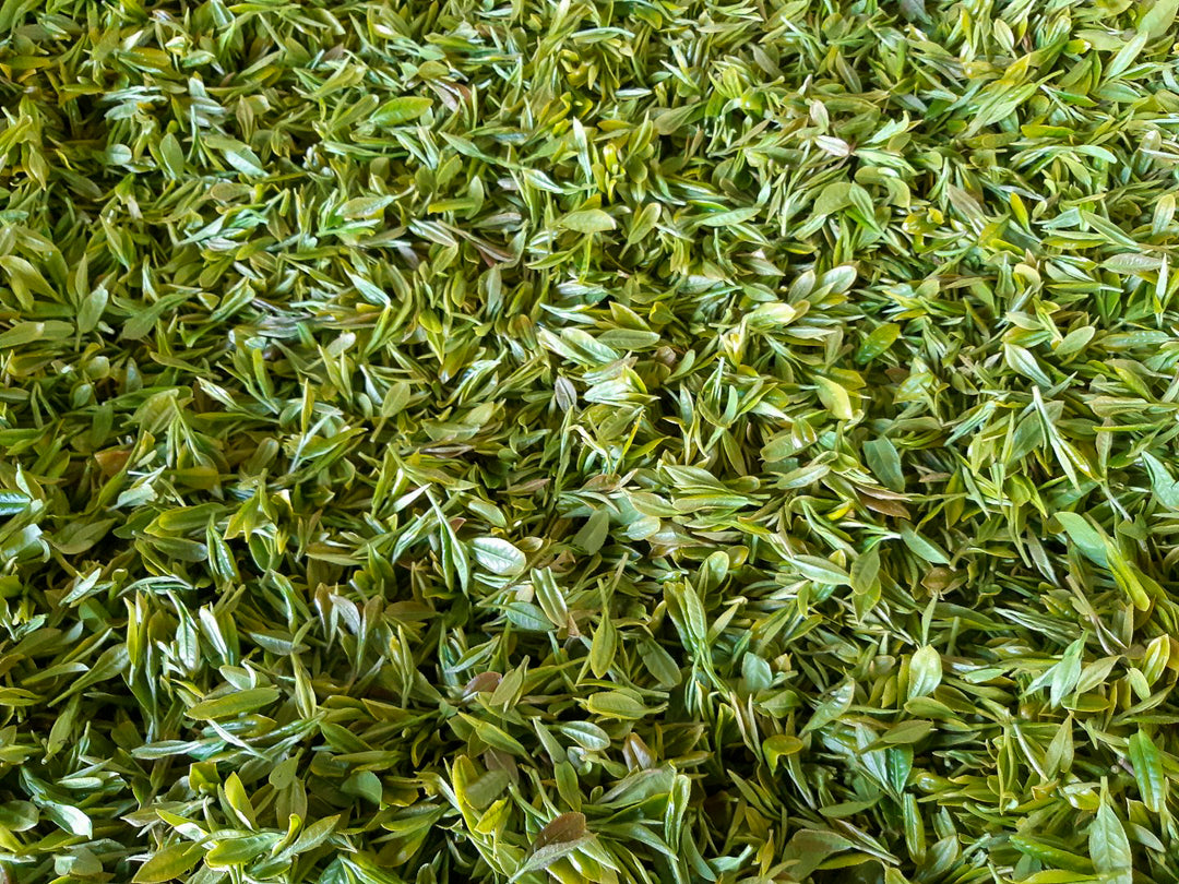 TEA JOURNEY [10] | Tea's Botanical Story