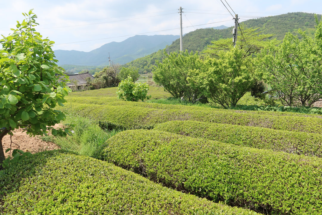 TEA JOURNEY [3] | What is the chemical make-up of tea?