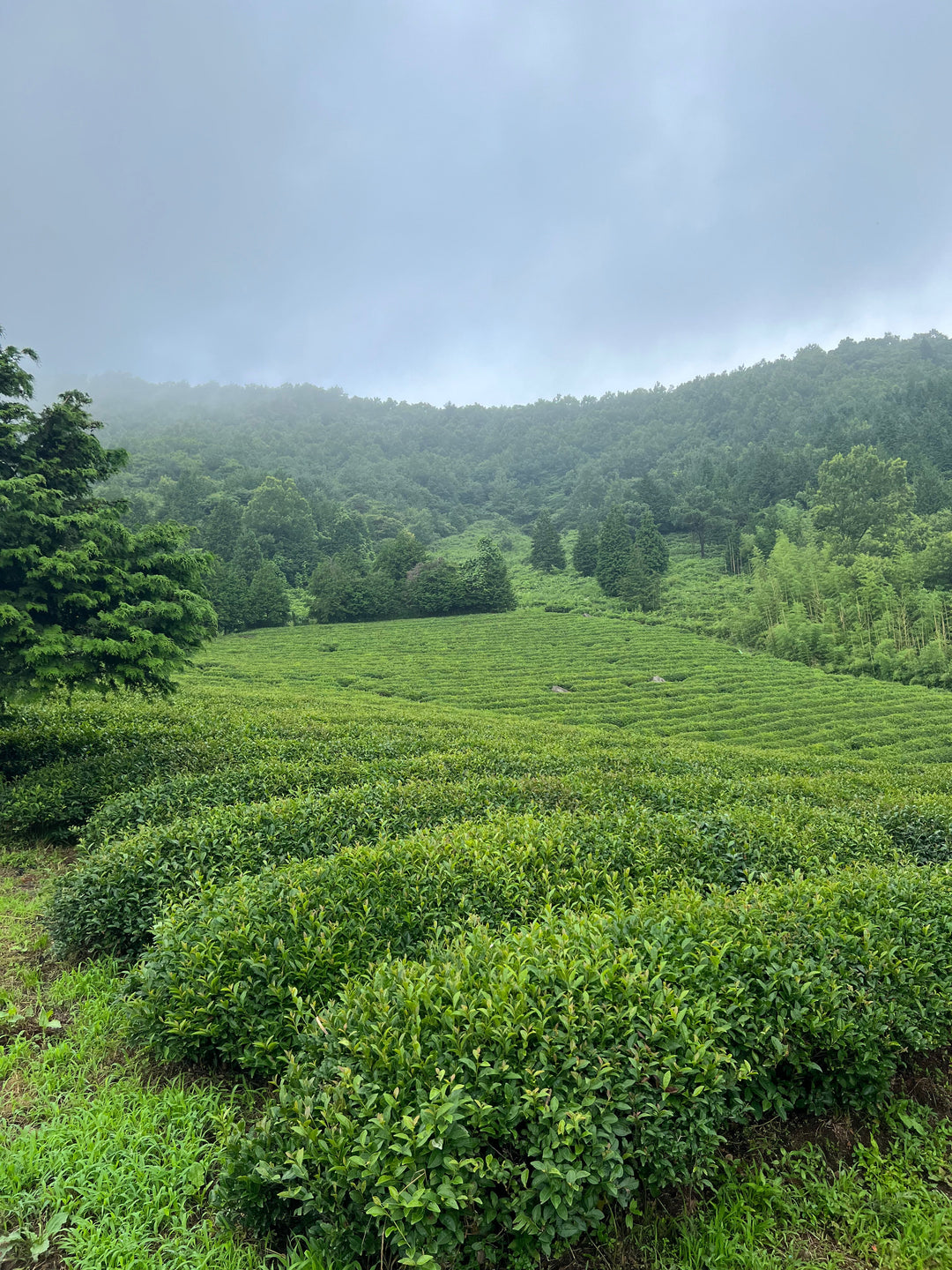 [Hadong Tea History] Tracing 1200 years of Korean Tea